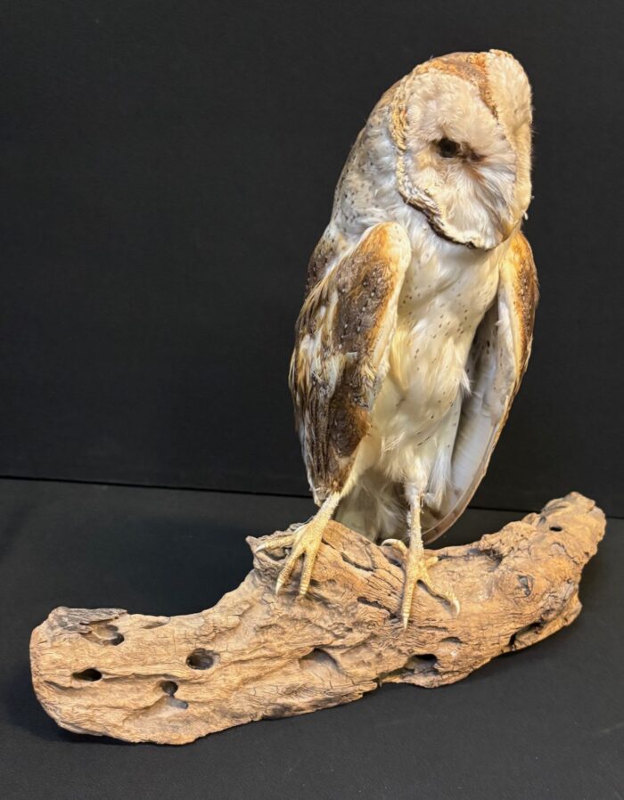 #7971 Taxidermy Barn Owl - Image 5