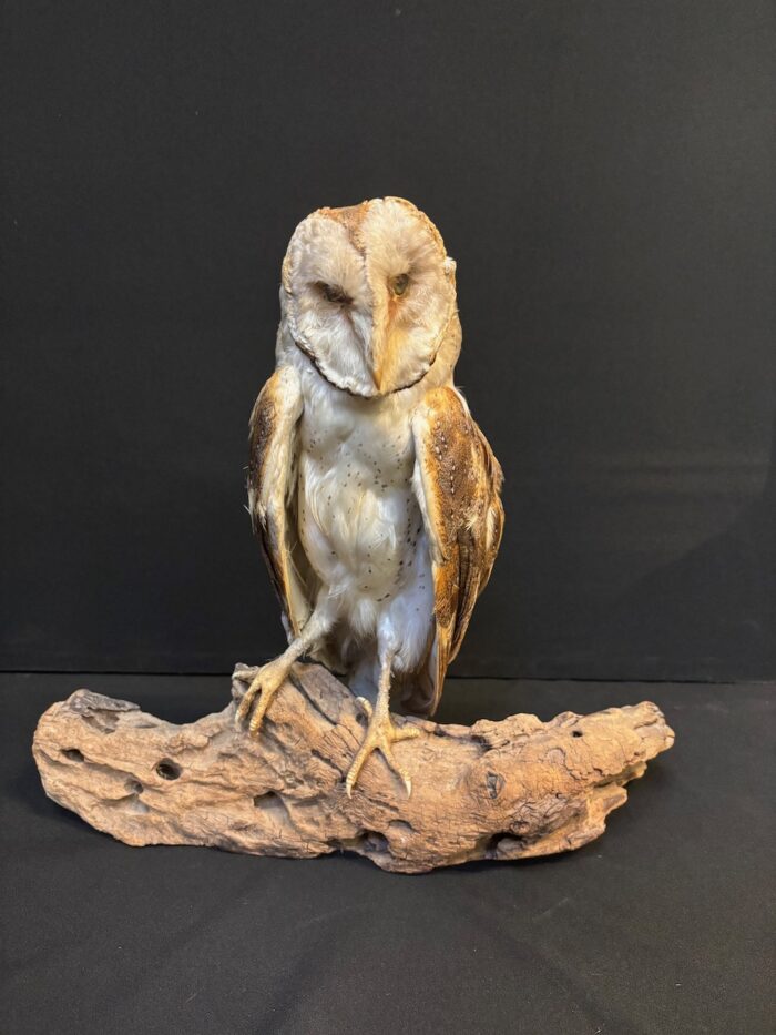 #7971 Taxidermy Barn Owl - Image 6