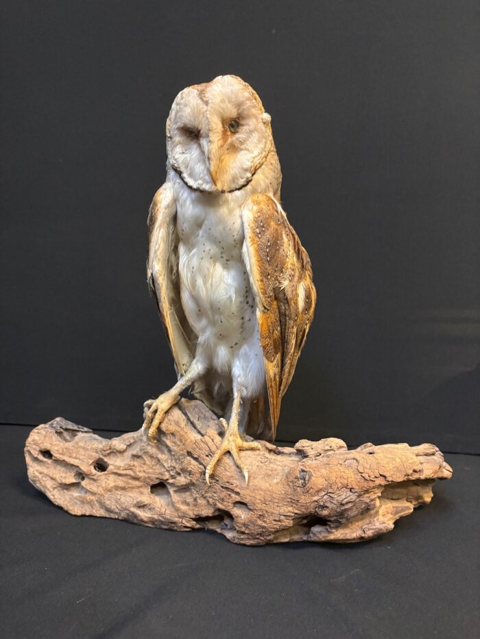 #7971 Taxidermy Barn Owl