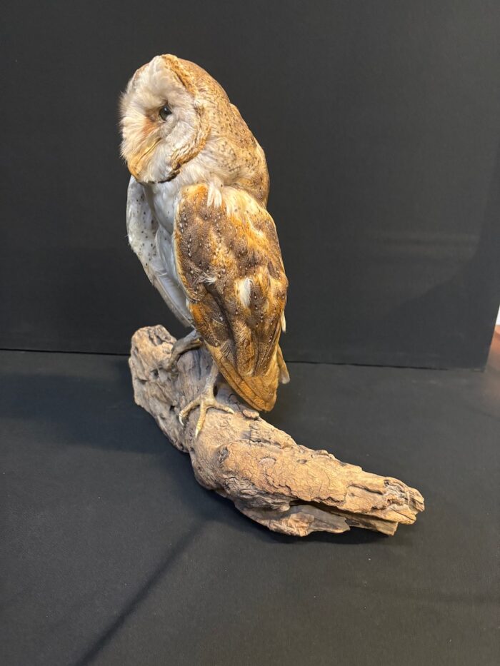 #7971 Taxidermy Barn Owl - Image 4