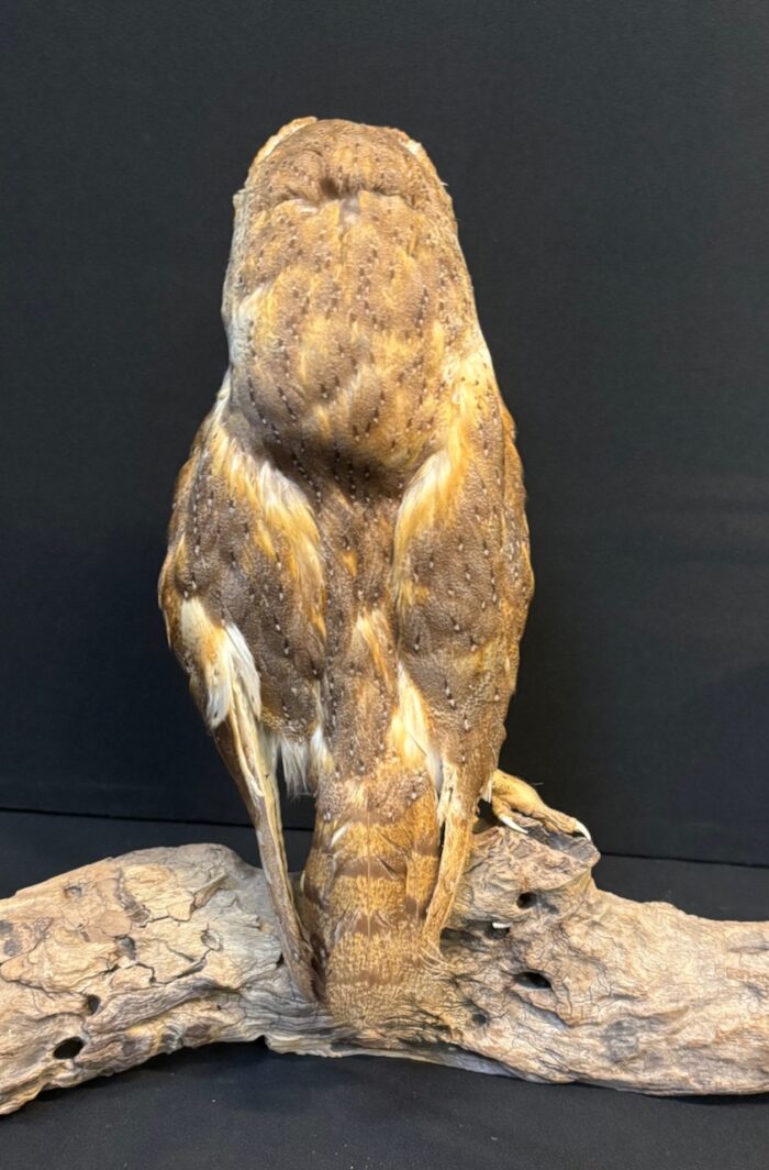 #7971 Taxidermy Barn Owl - Image 3