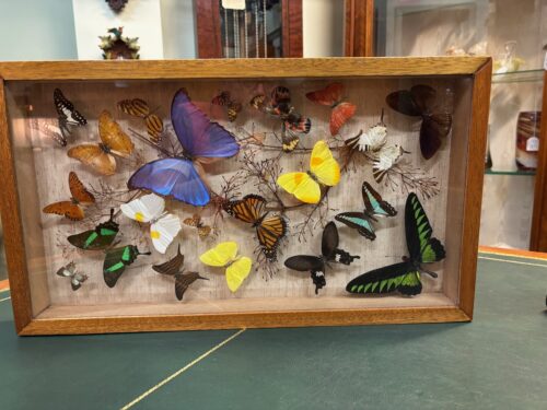 #8662 Collection of Butterflies